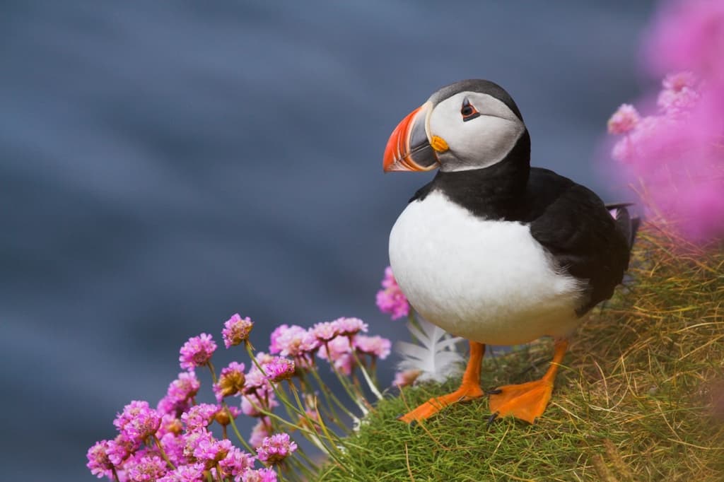 puffin on grass by bright flowers