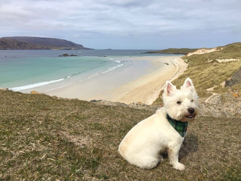 dog on balnakeil beach