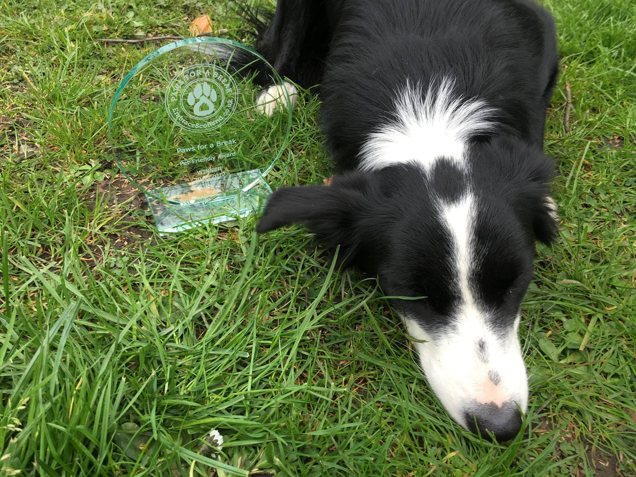 dog laying with trophy to the side